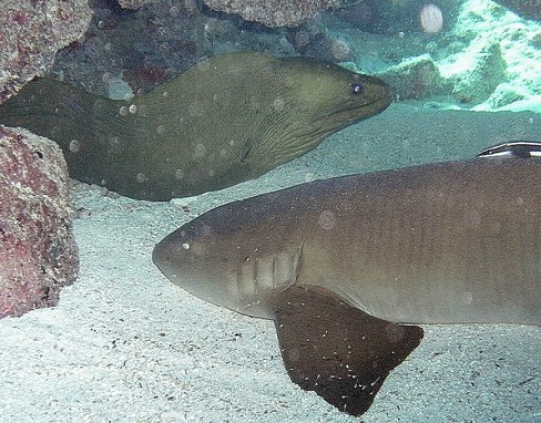Shark Eel