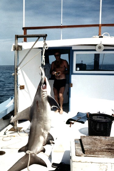 Great Hammerhead Shark Fishing Guide