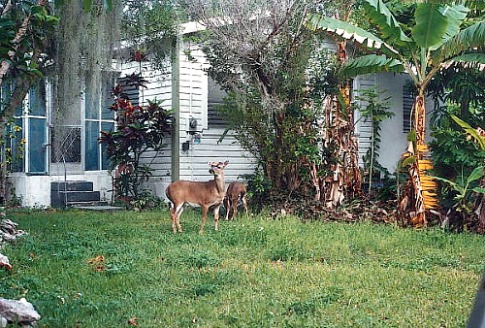 Key Deer in A Florida Backyard