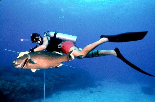 Florida Keys Spearfishing, Extreme Fishing & Diving Sport
